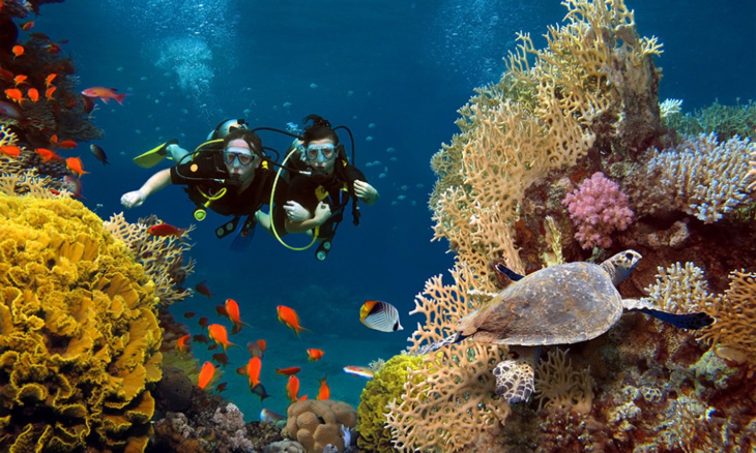 Dubai Reef Project: World’s Largest Artificial Reef | Die Geissens Real Estate | Luxus Immobilien mit Carmen und Robert Geiss – Die Geissens in Dubai